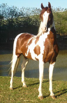 Mangalarga